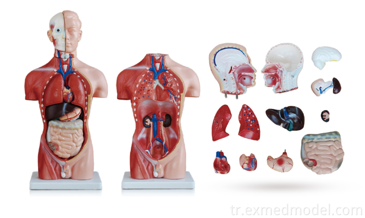 Erkek insan gövdesi 42cm Male Human Torso 42cm